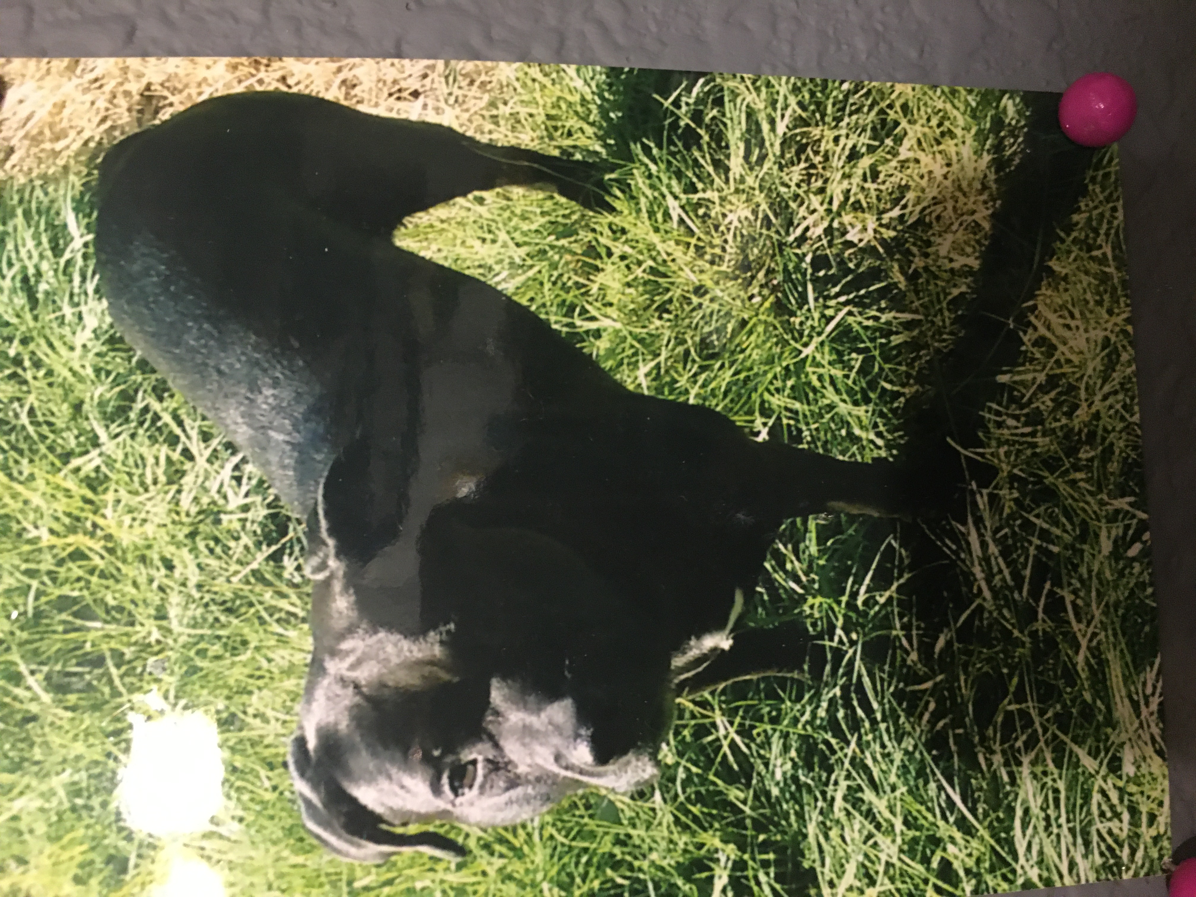 Lisa’s Dog Services picture