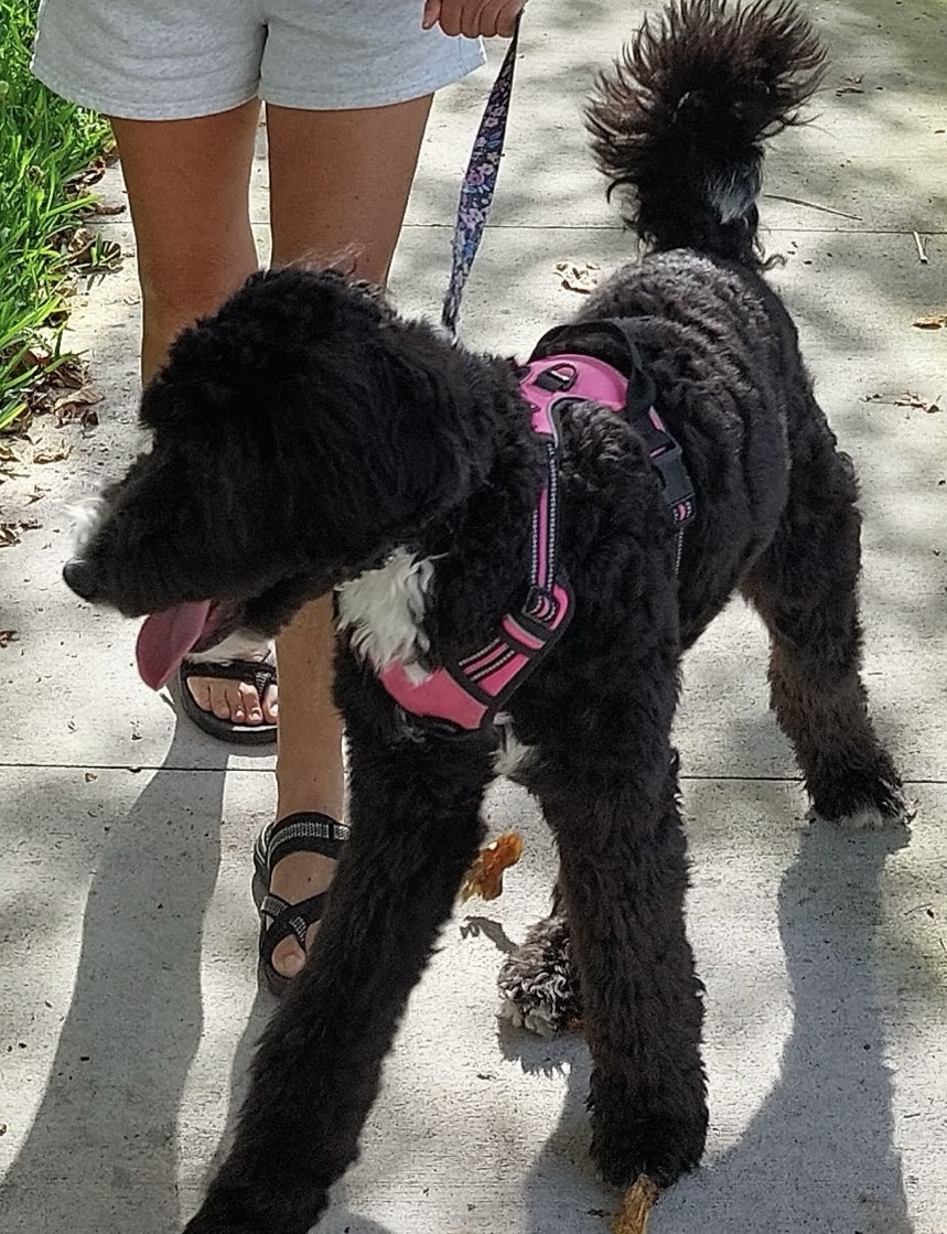 Fetch!Petcare of EastHollywood picture