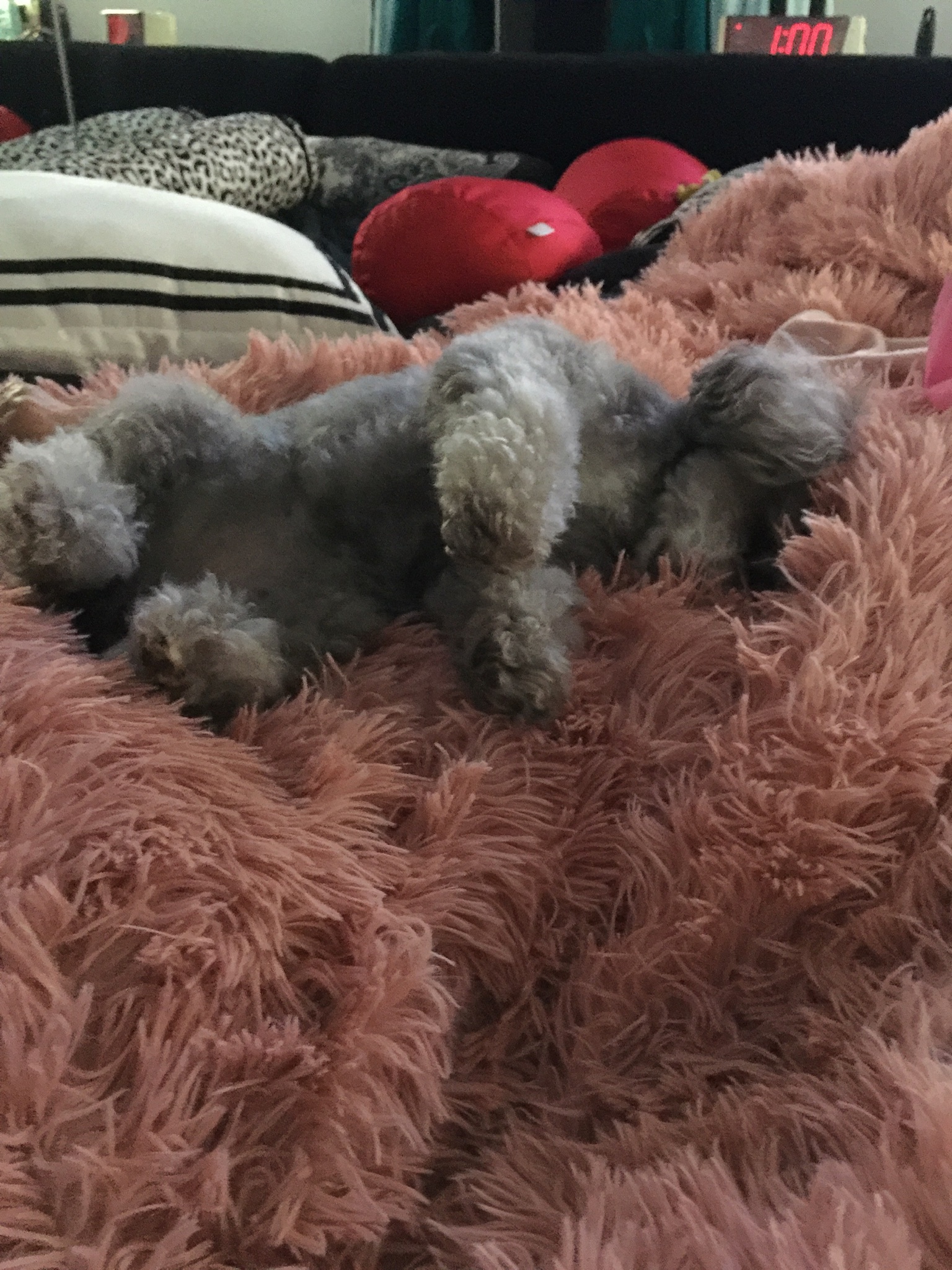 YUPPY PUPPY picture