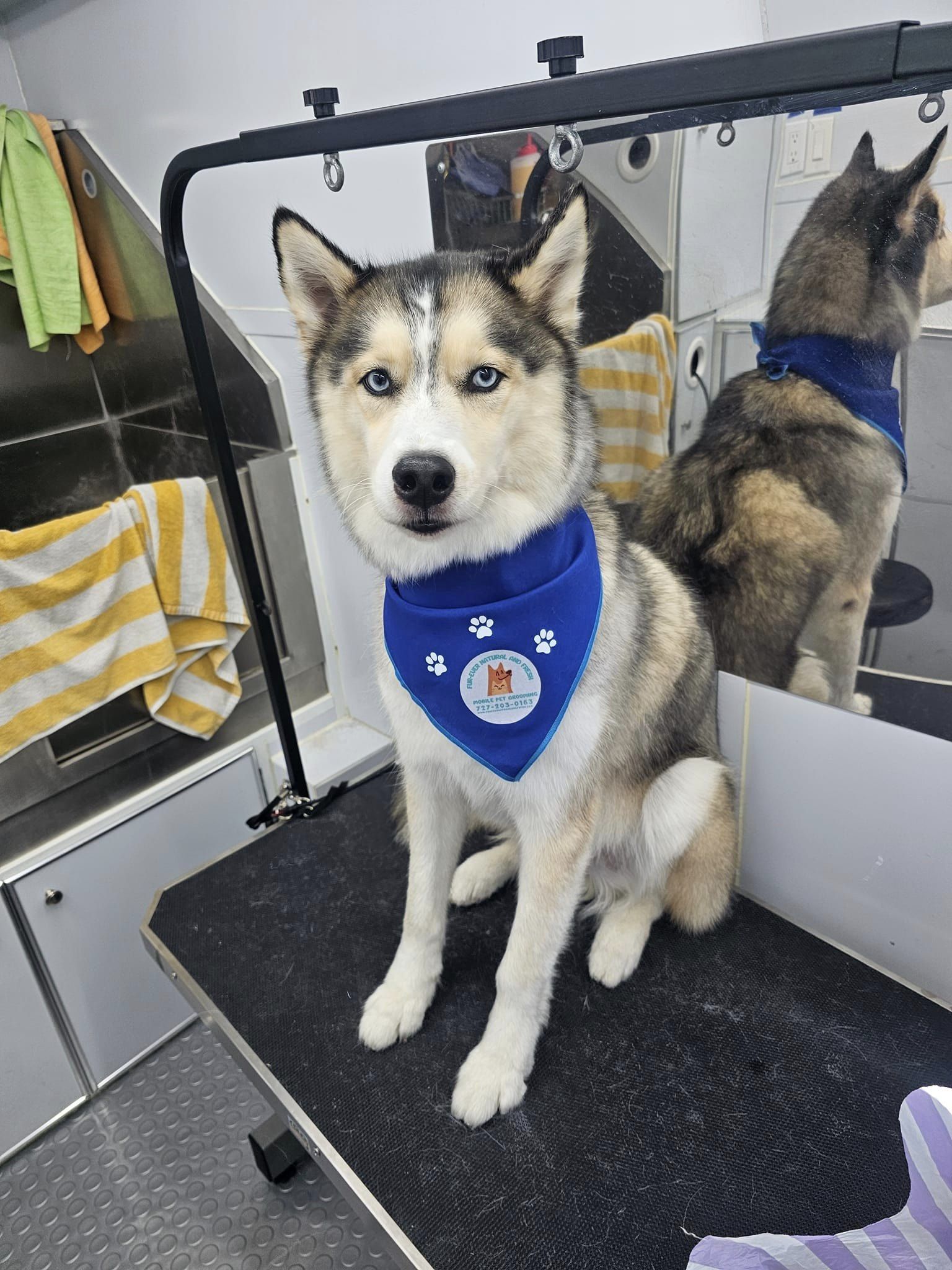 Fur Ever Natural & Fresh mobile Pet Grooming picture