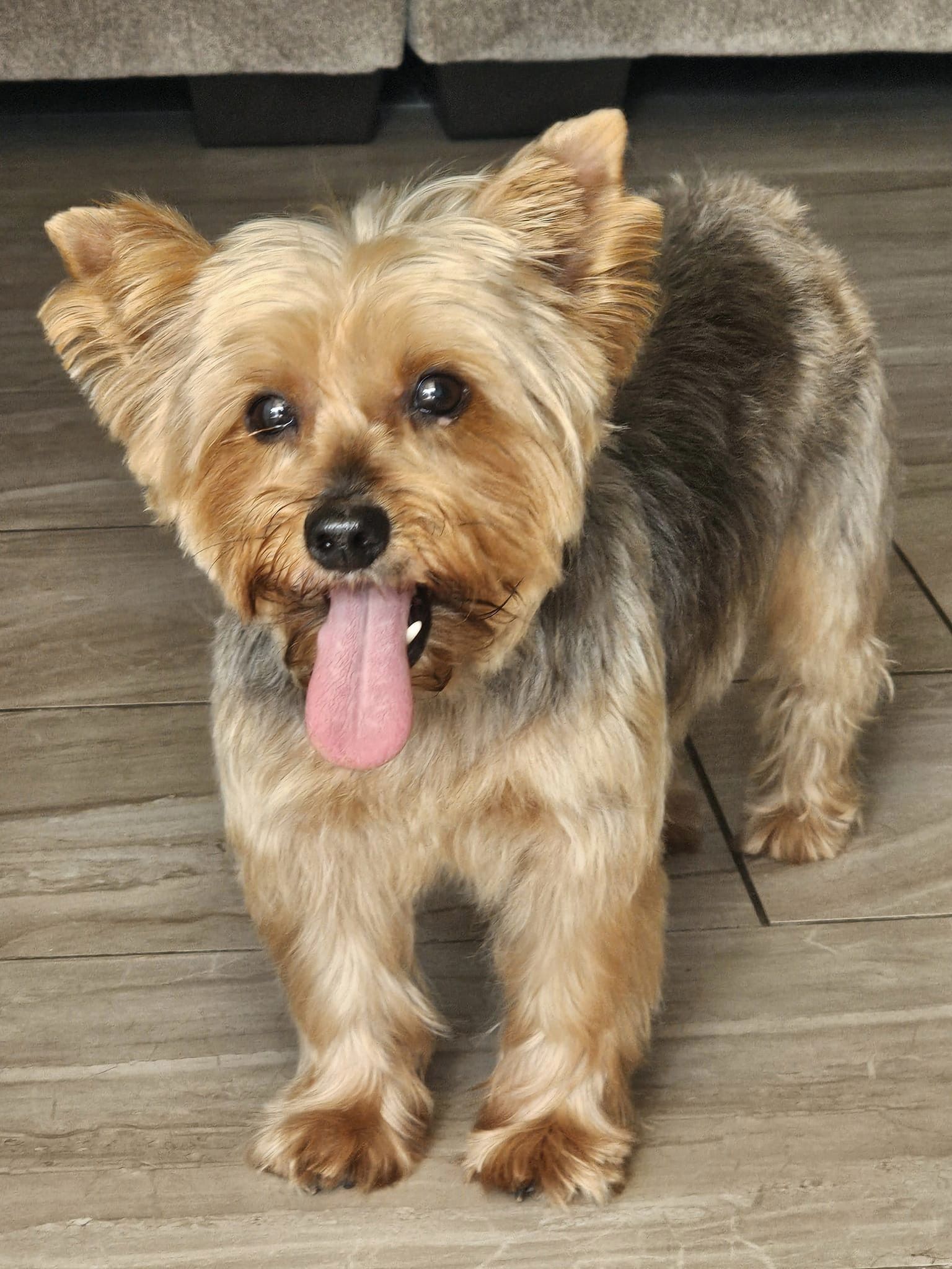 Fur Ever Natural & Fresh mobile Pet Grooming picture