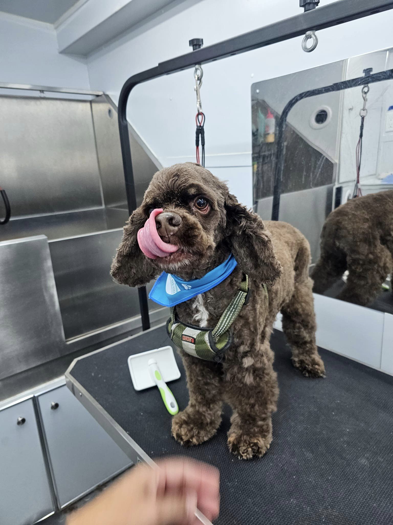 Fur Ever Natural & Fresh mobile Pet Grooming picture