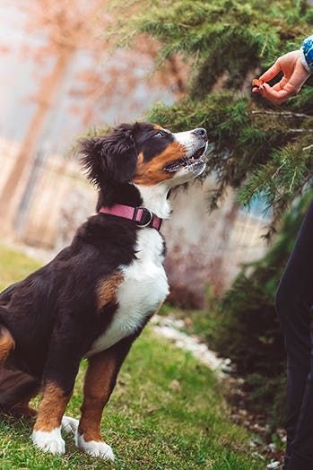 Lisa’s Dog Services picture