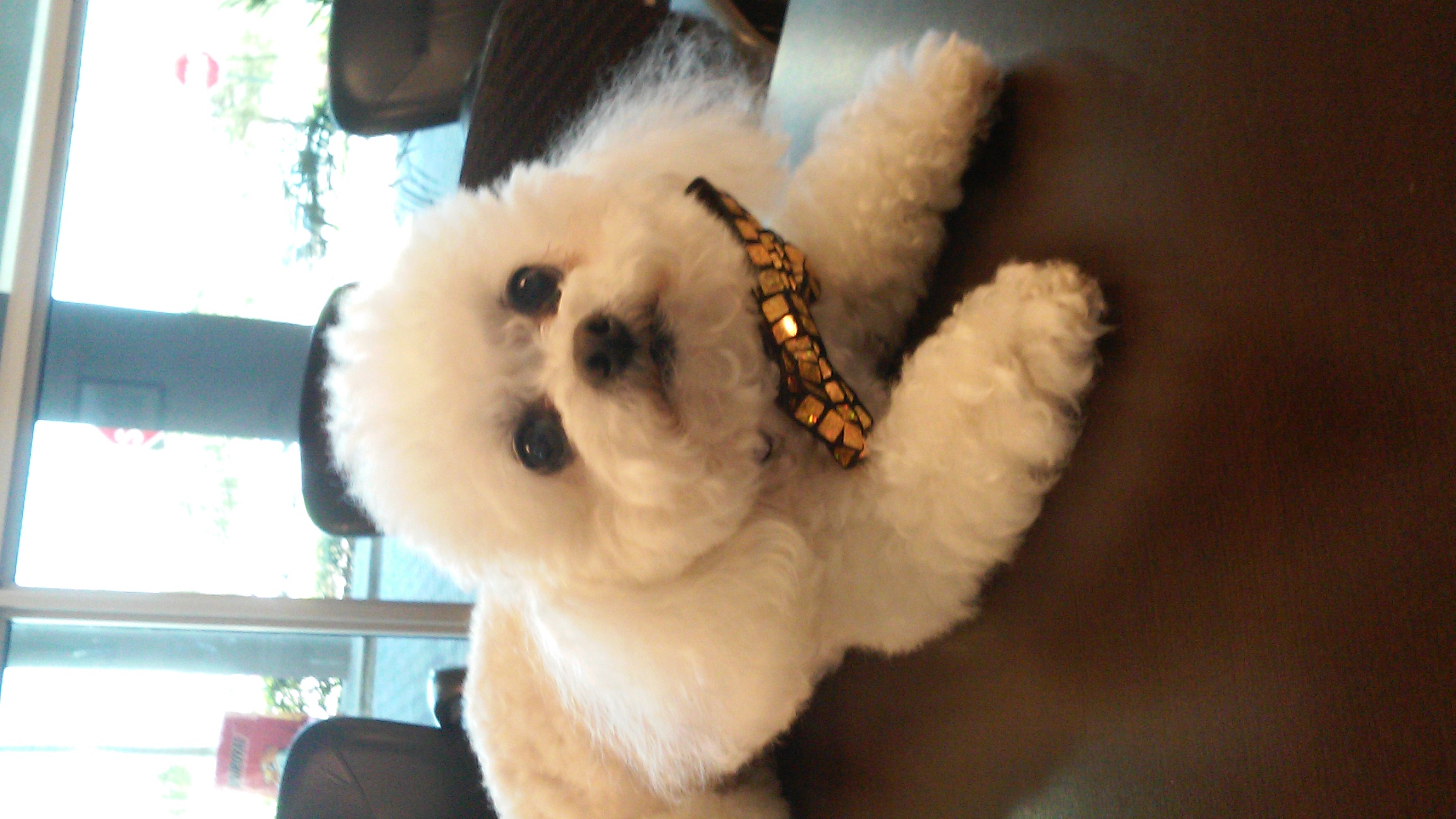 YUPPY PUPPY picture
