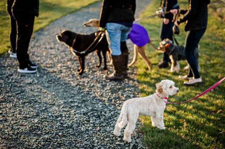 Lisa’s Dog Services picture