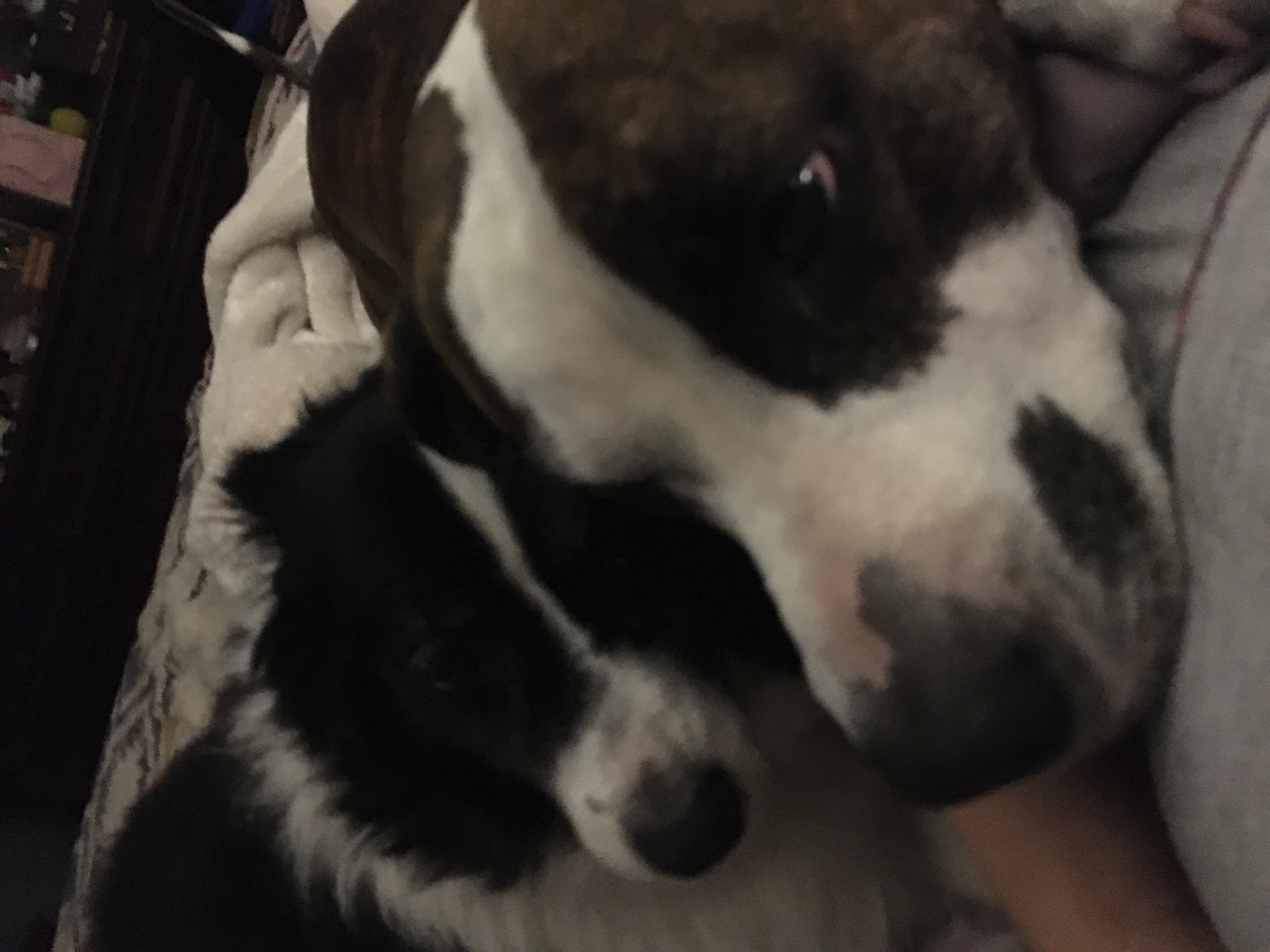 Lisa’s Dog Services picture
