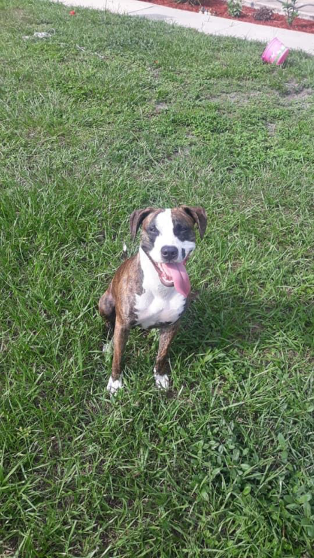 Lisa’s Dog Services picture