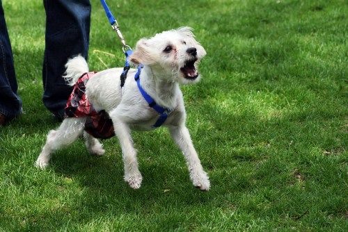 Lisa’s Dog Services picture