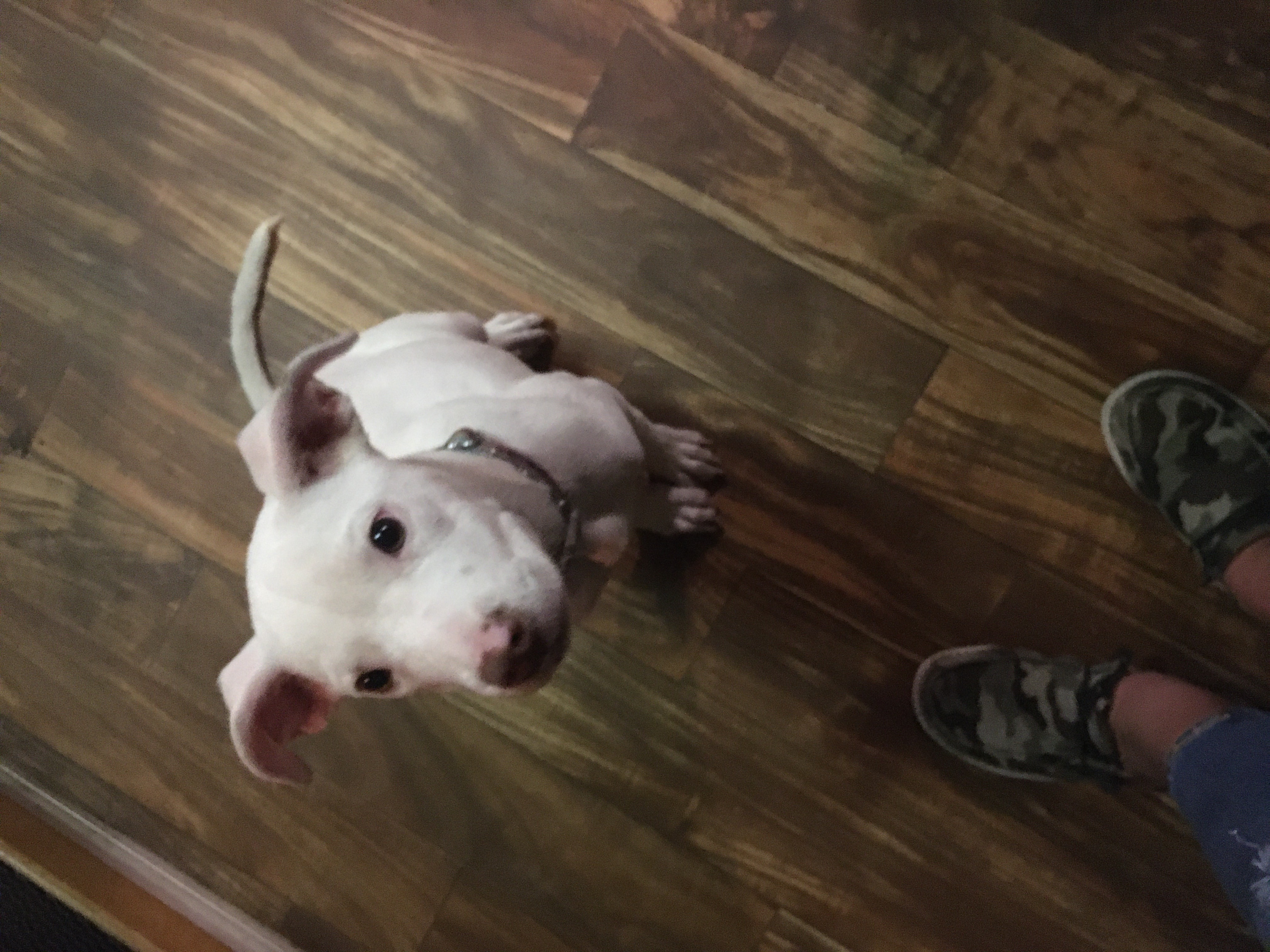 Lisa’s Dog Services picture
