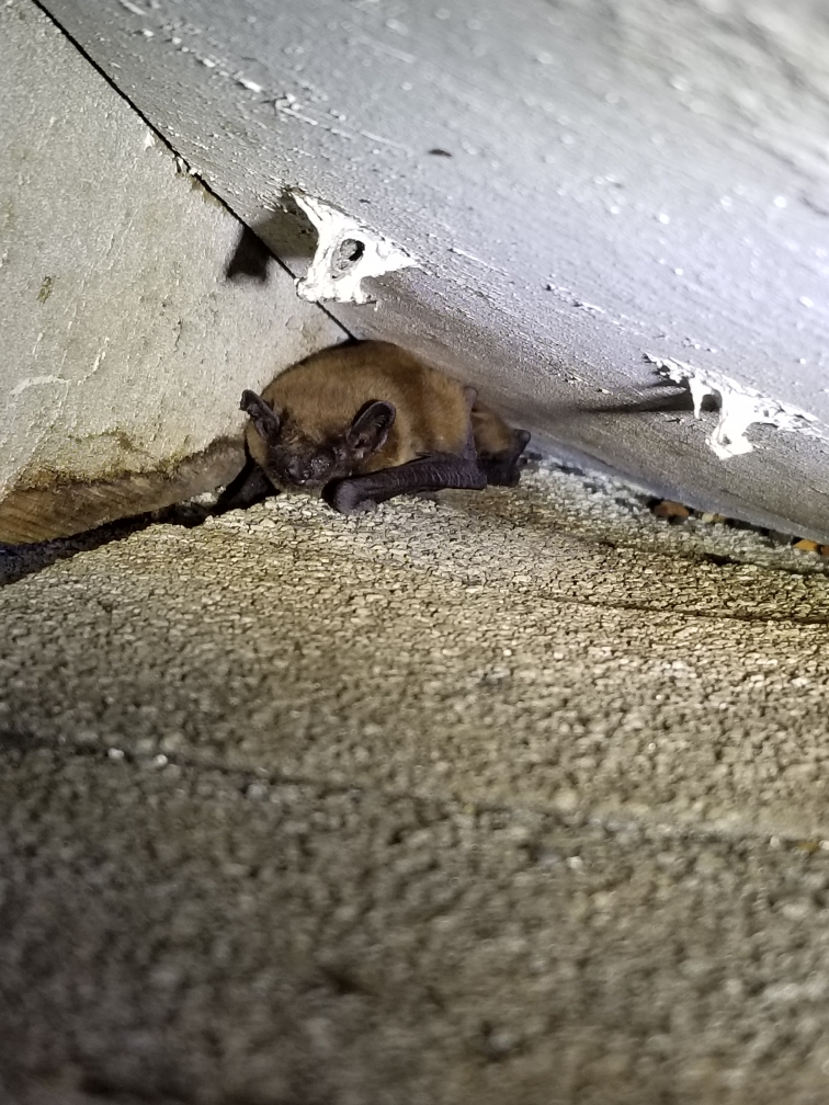 Safari Pest Control, LLC picture