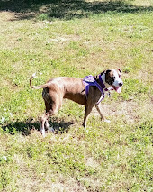 Lisa’s Dog Services picture