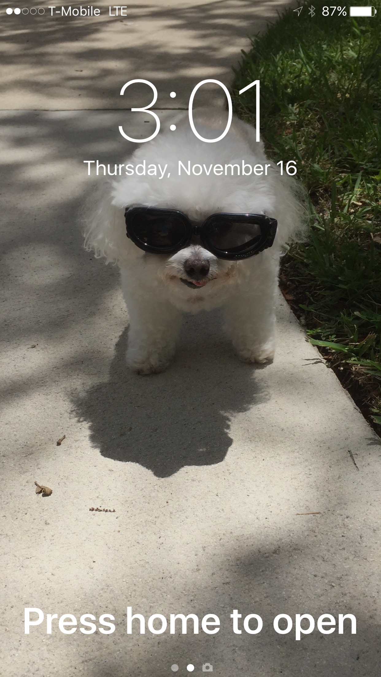 YUPPY PUPPY picture