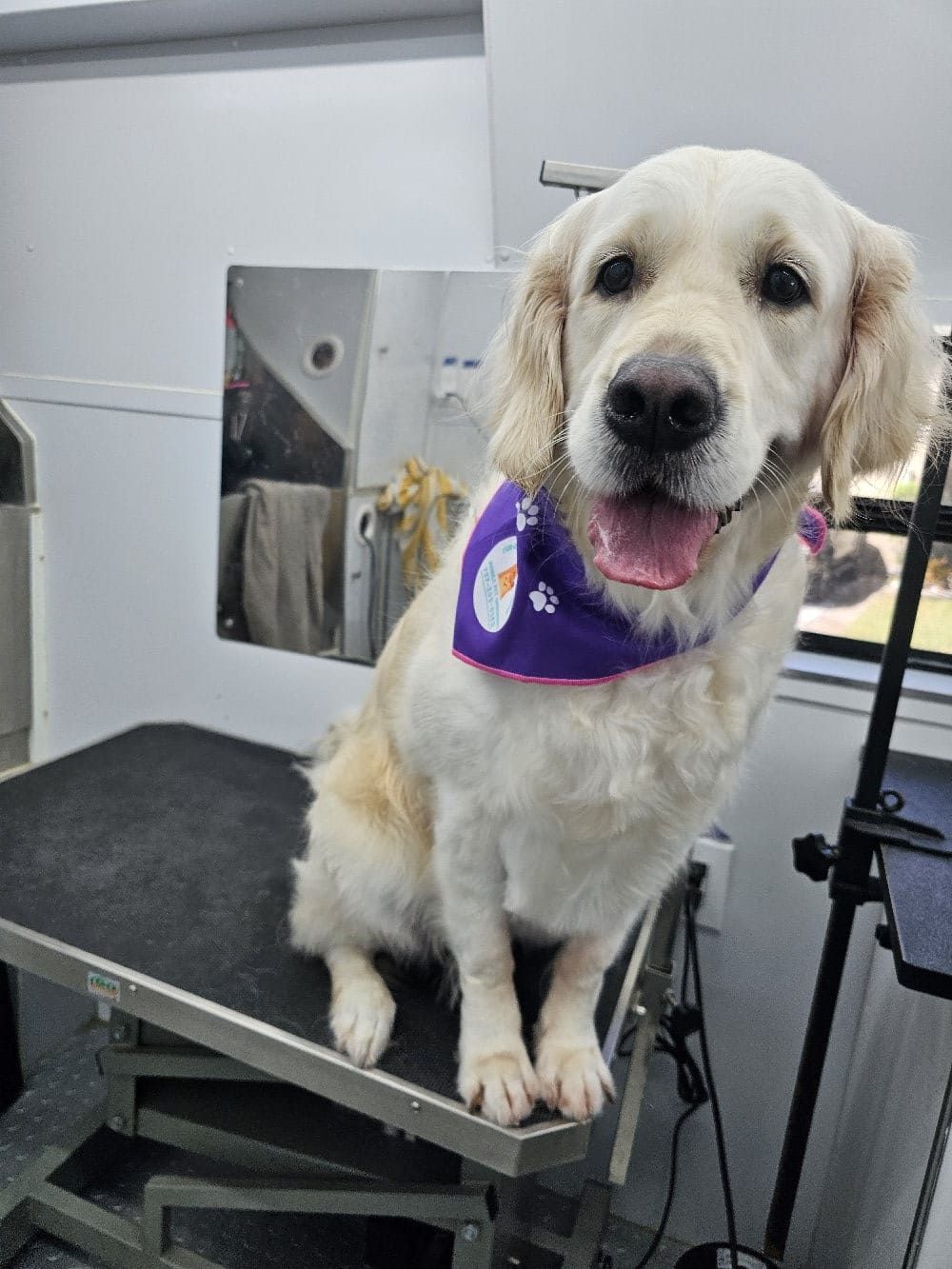 Fur Ever Natural & Fresh mobile Pet Grooming picture
