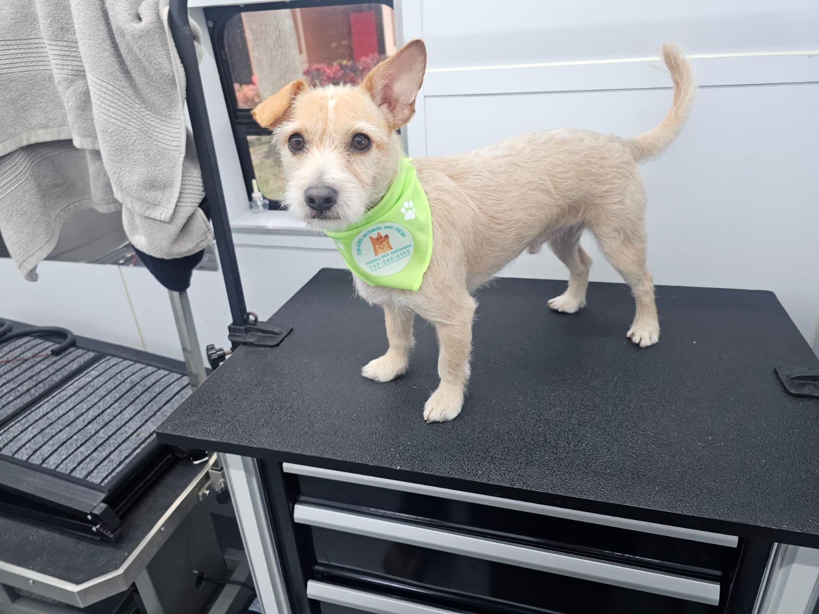 Fur Ever Natural & Fresh mobile Pet Grooming picture