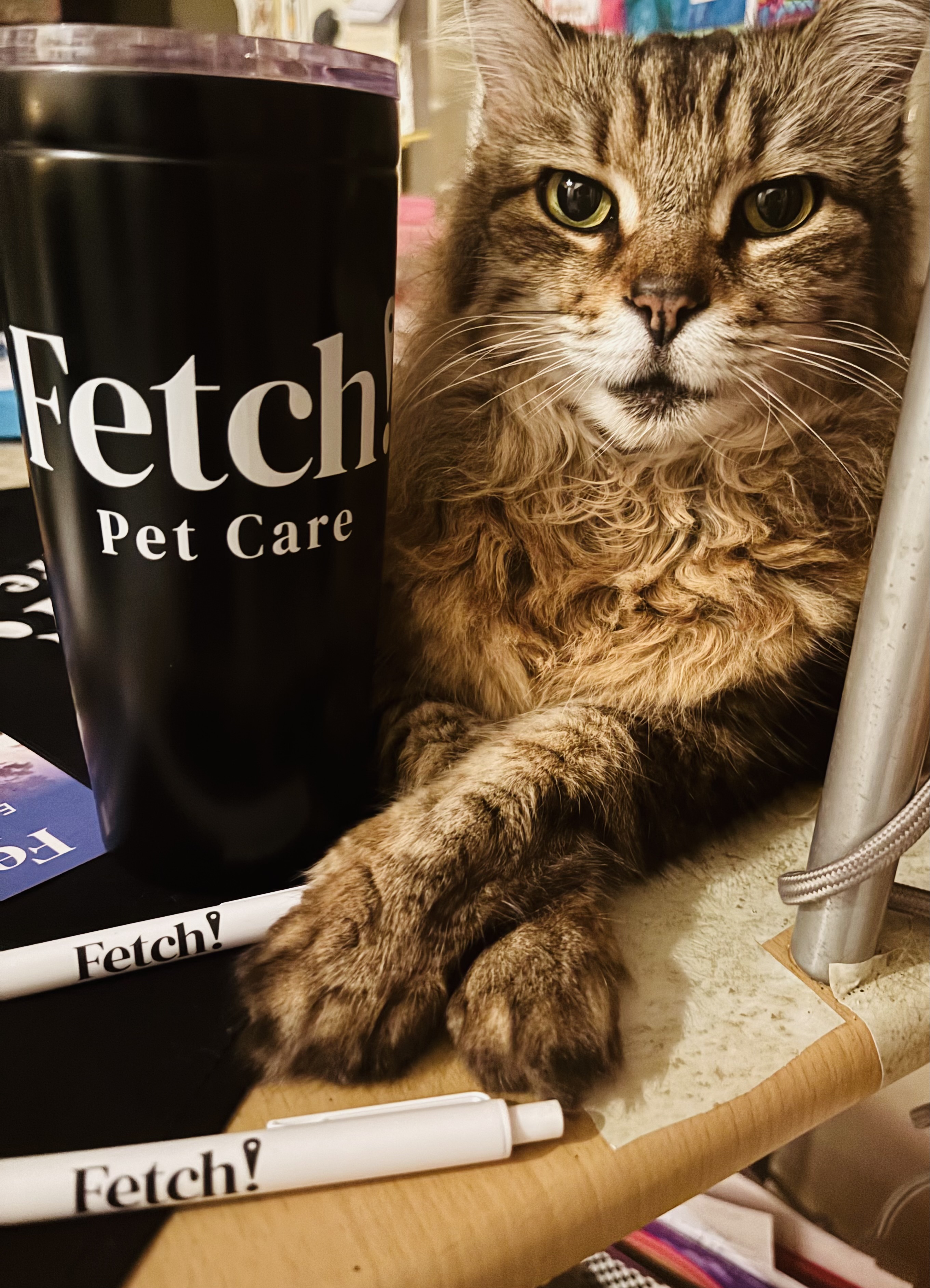 Fetch!Petcare of EastHollywood picture