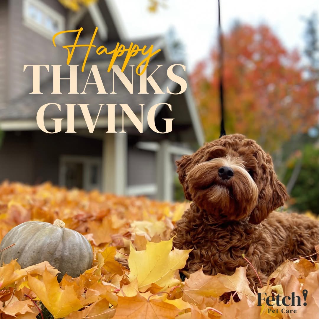 Fetch!Petcare of EastHollywood picture