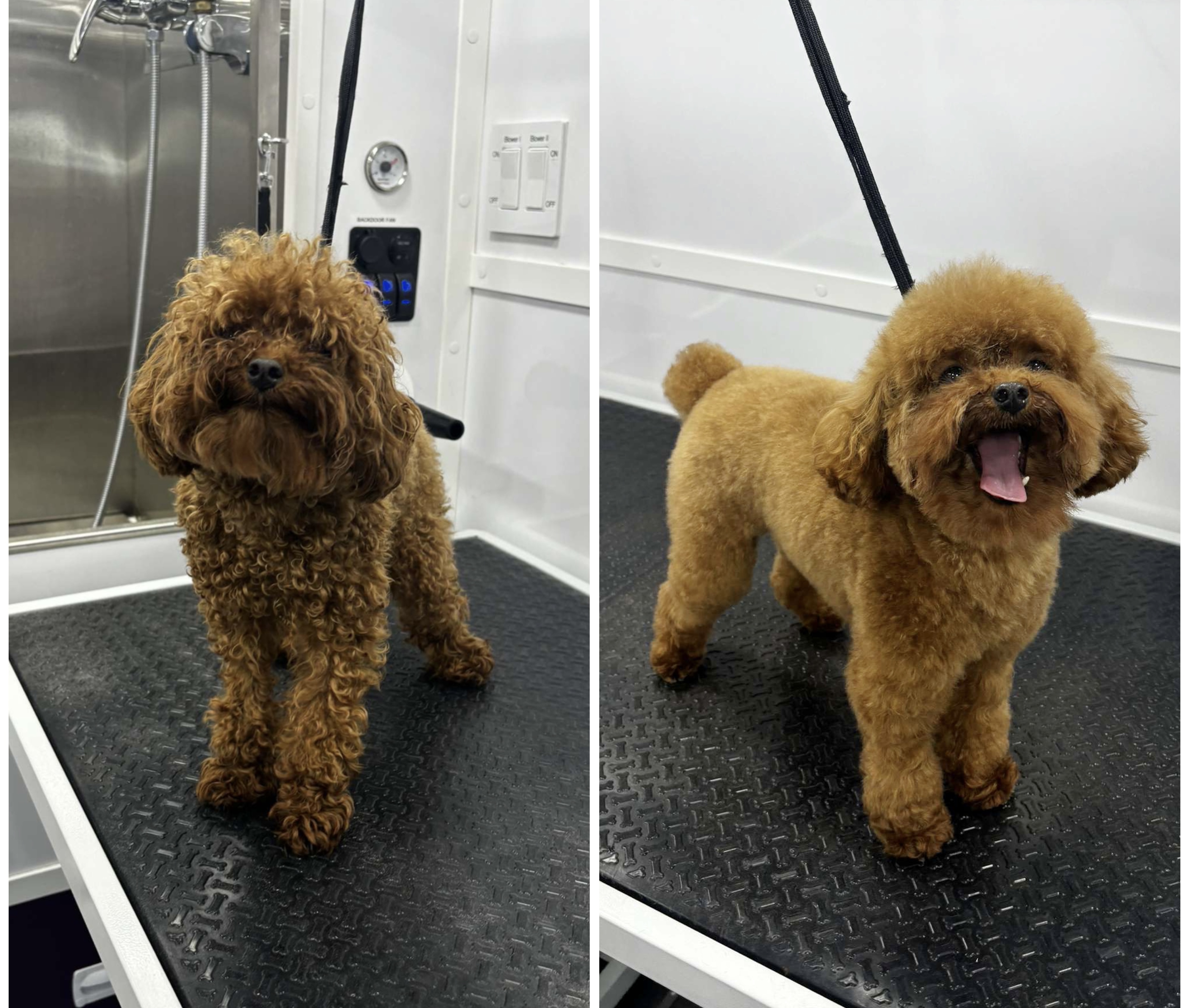 Aurielle Dog Grooming picture
