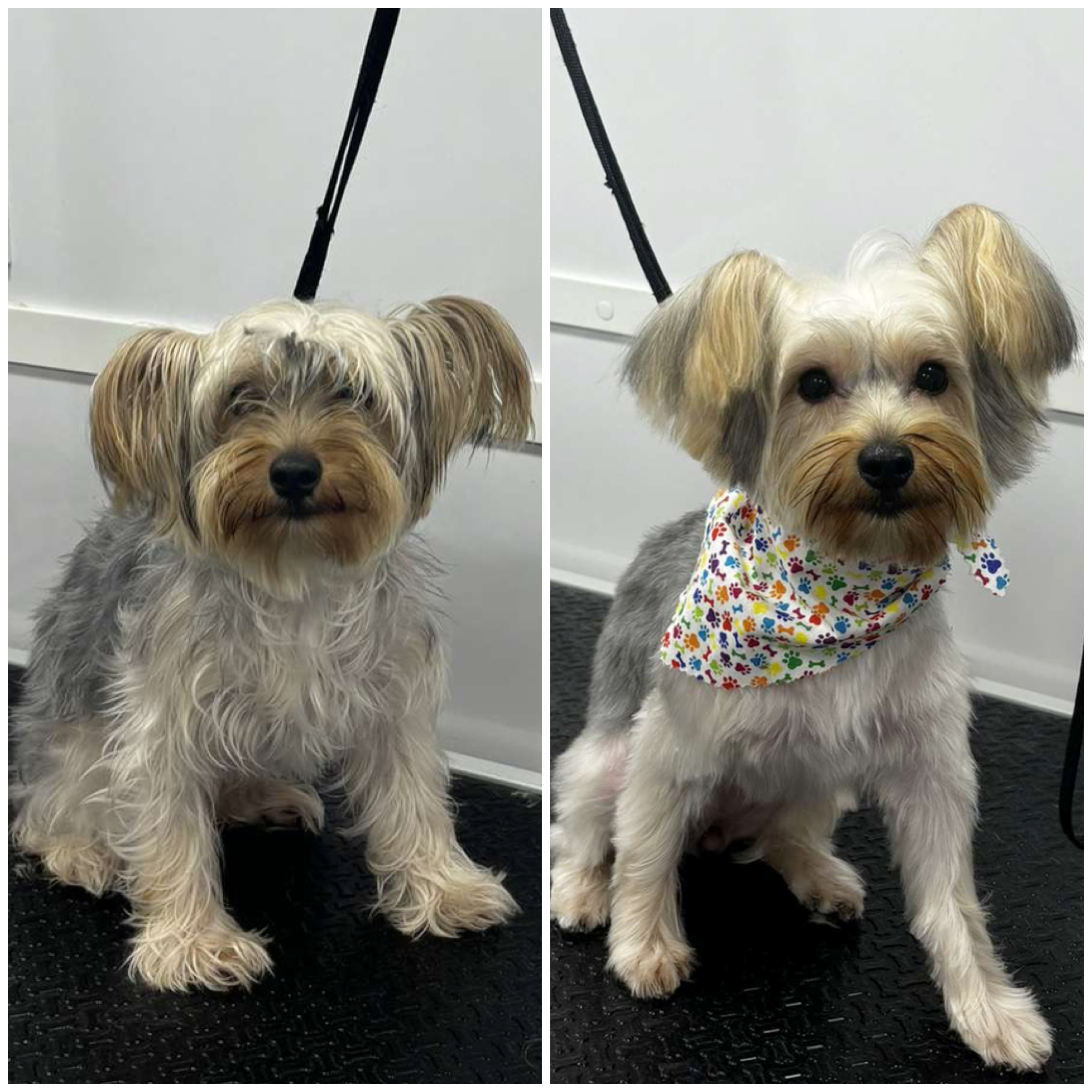Aurielle Dog Grooming picture