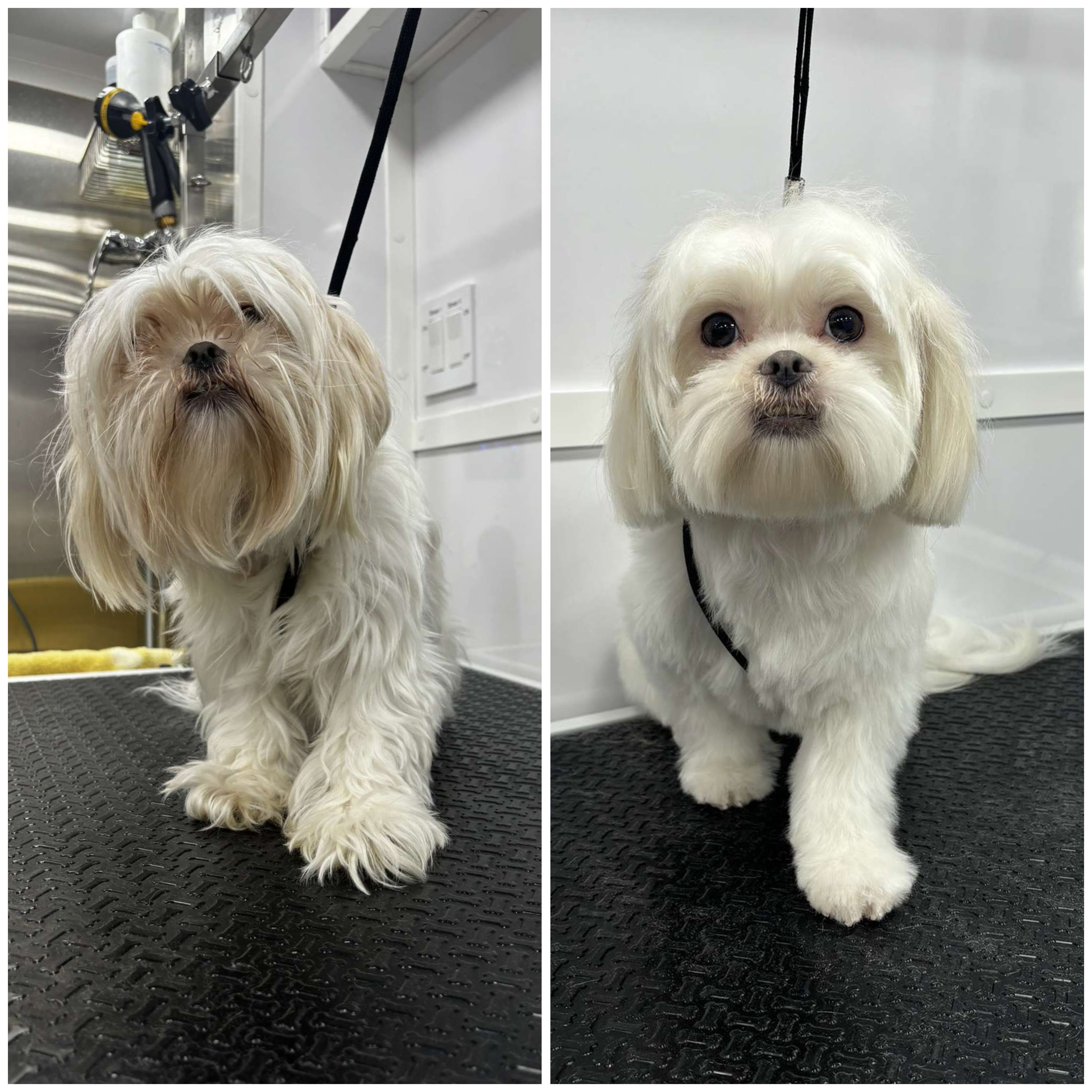 Aurielle Dog Grooming picture