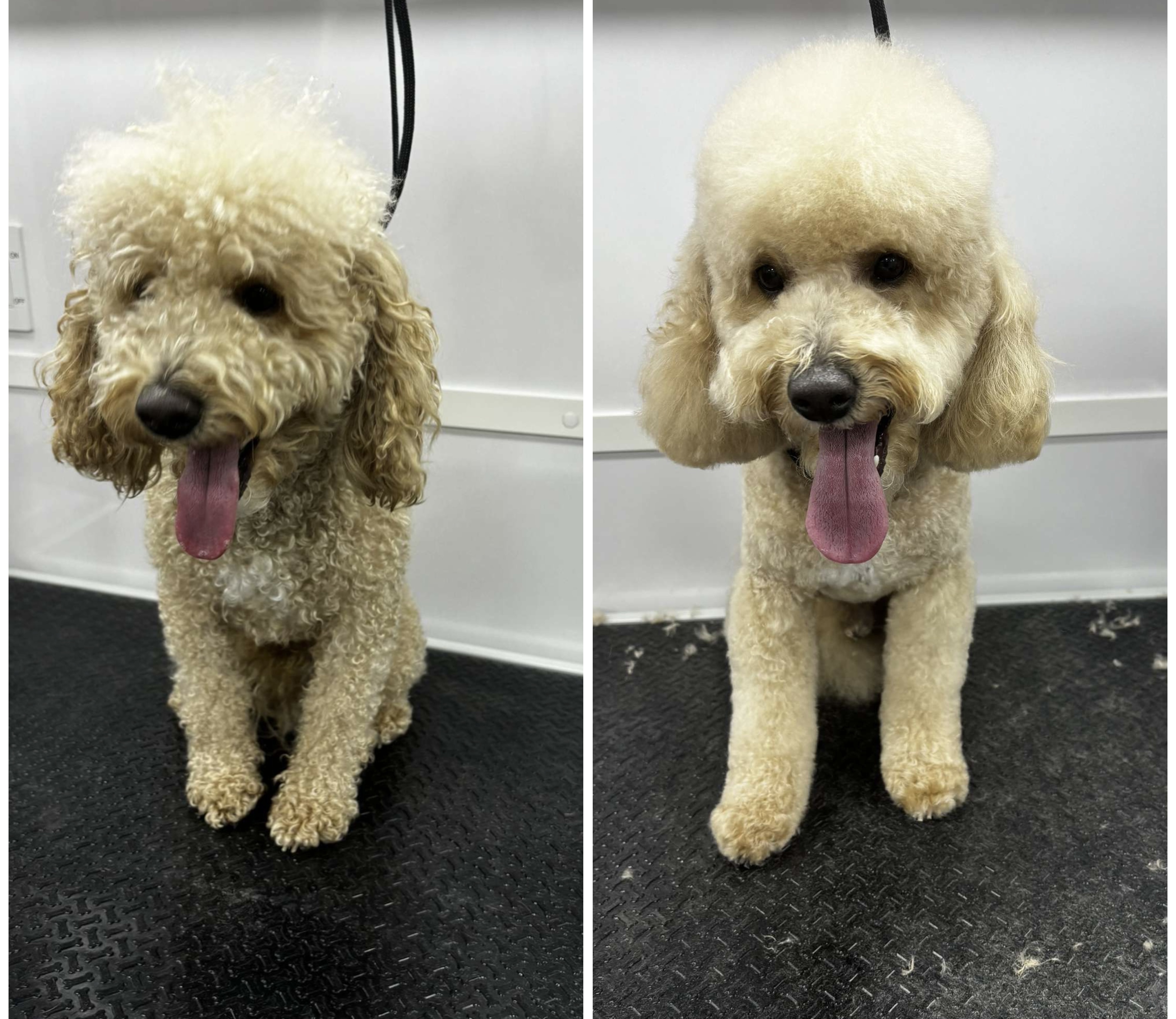 Aurielle Dog Grooming picture