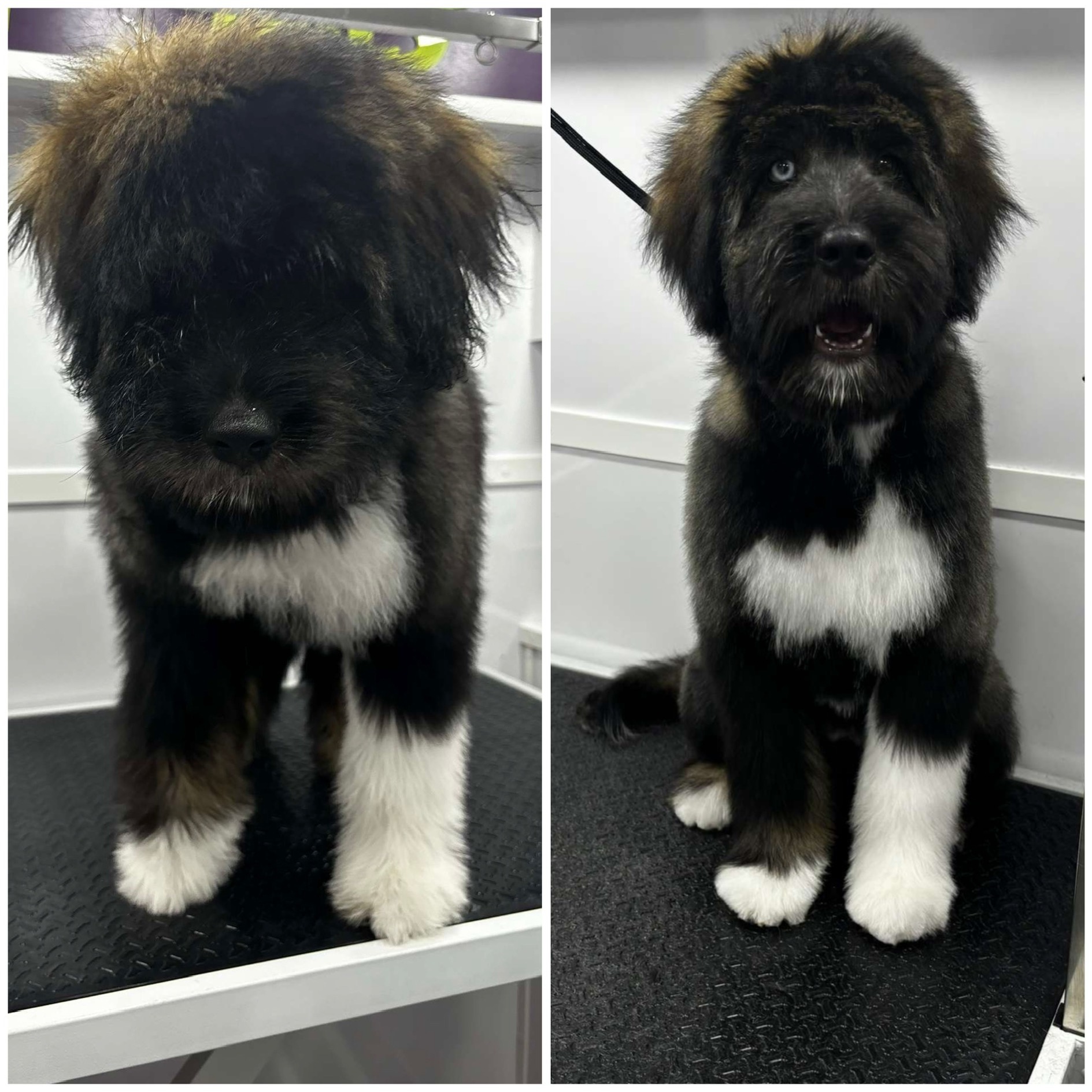 Aurielle Dog Grooming picture