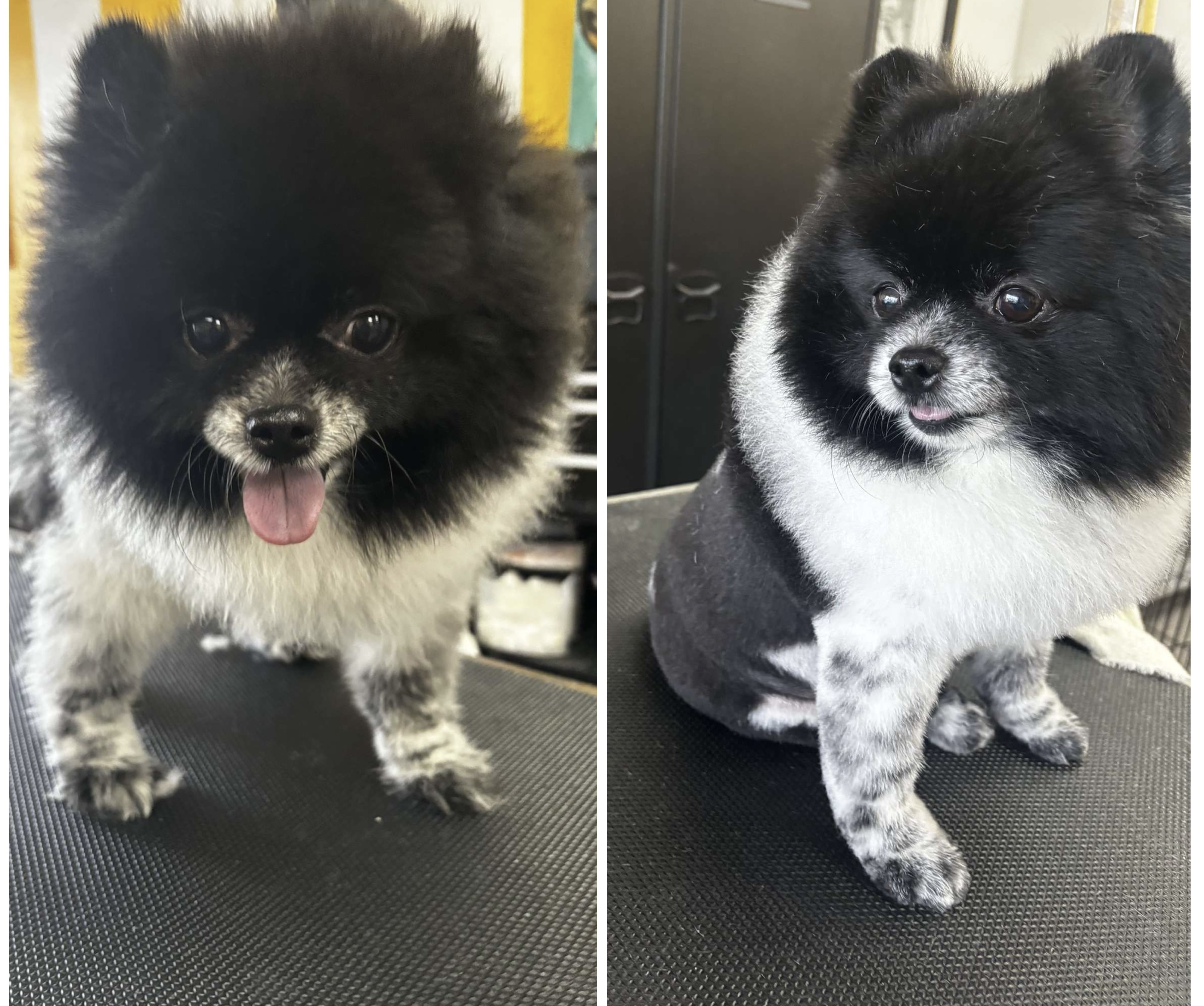 Aurielle Dog Grooming picture
