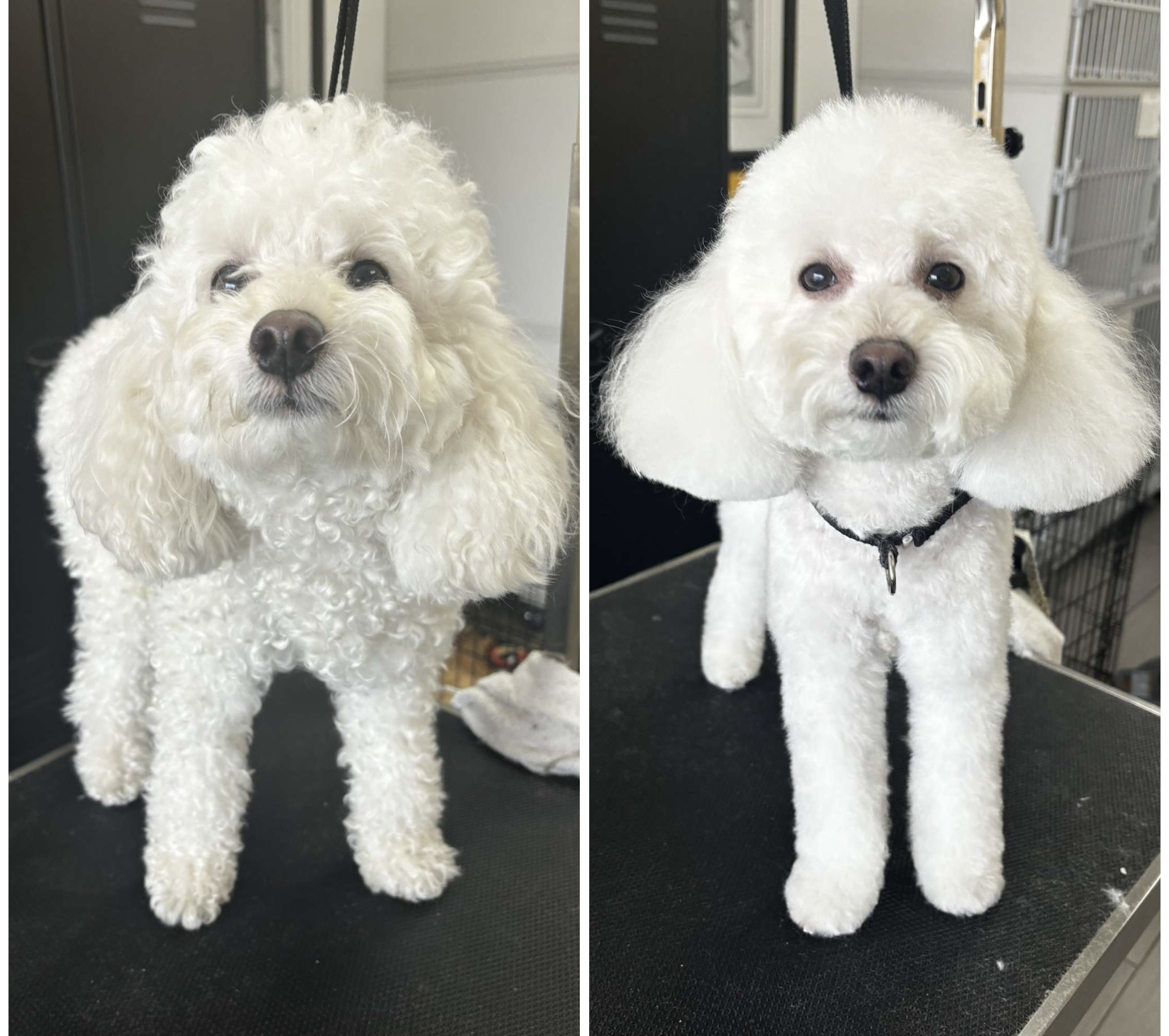Aurielle Dog Grooming picture