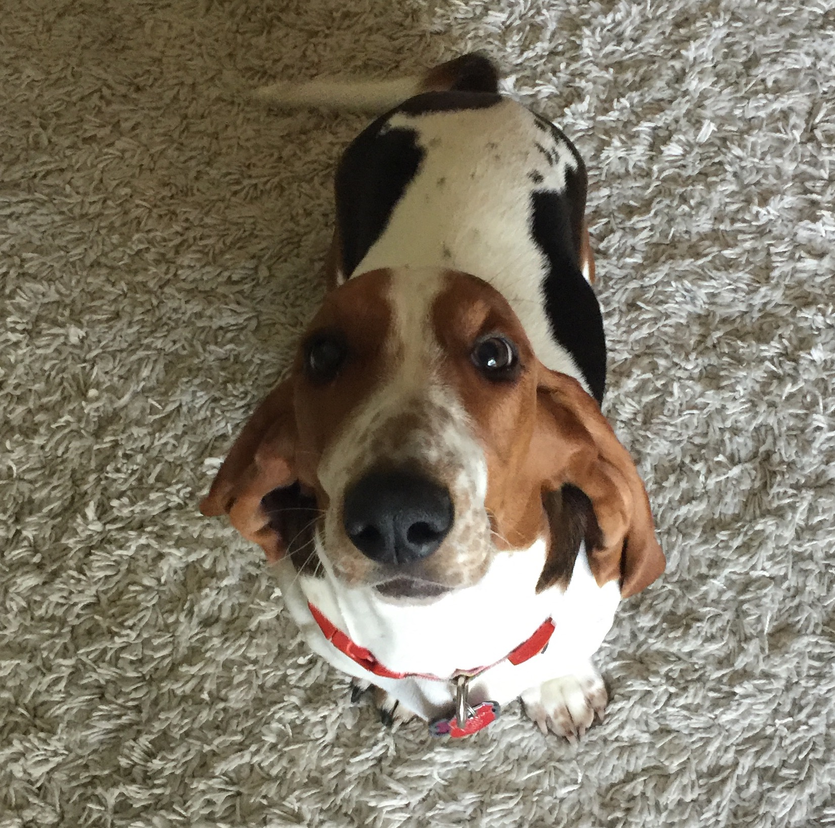 Amy's Canine Kindergarten picture
