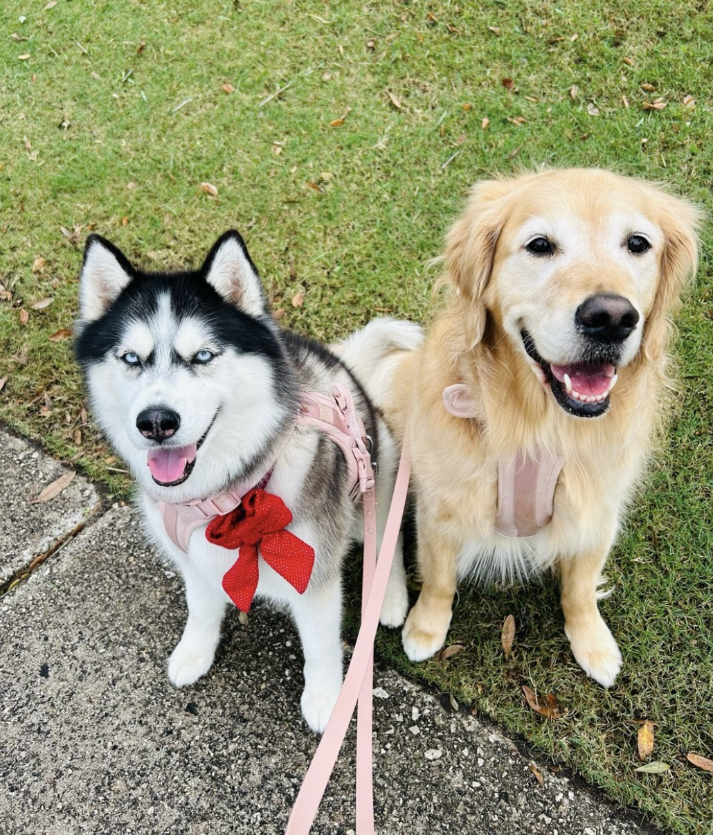 House and Hound Care Pet Sitting picture