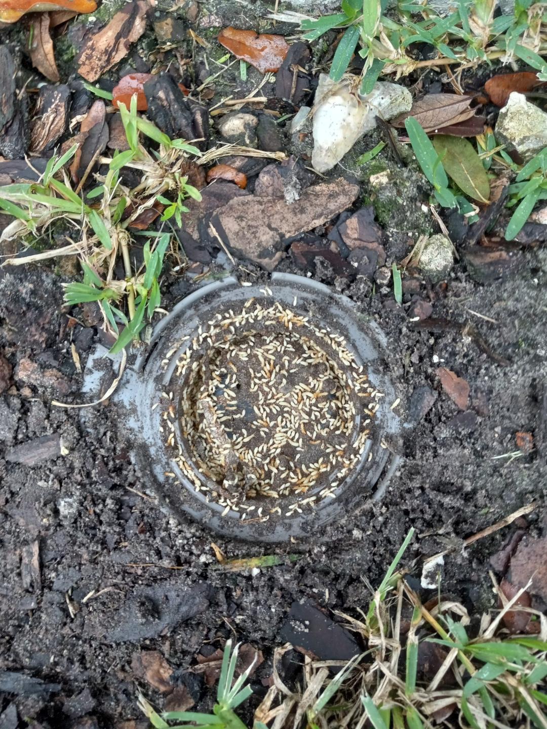 Safari Pest Control, LLC picture