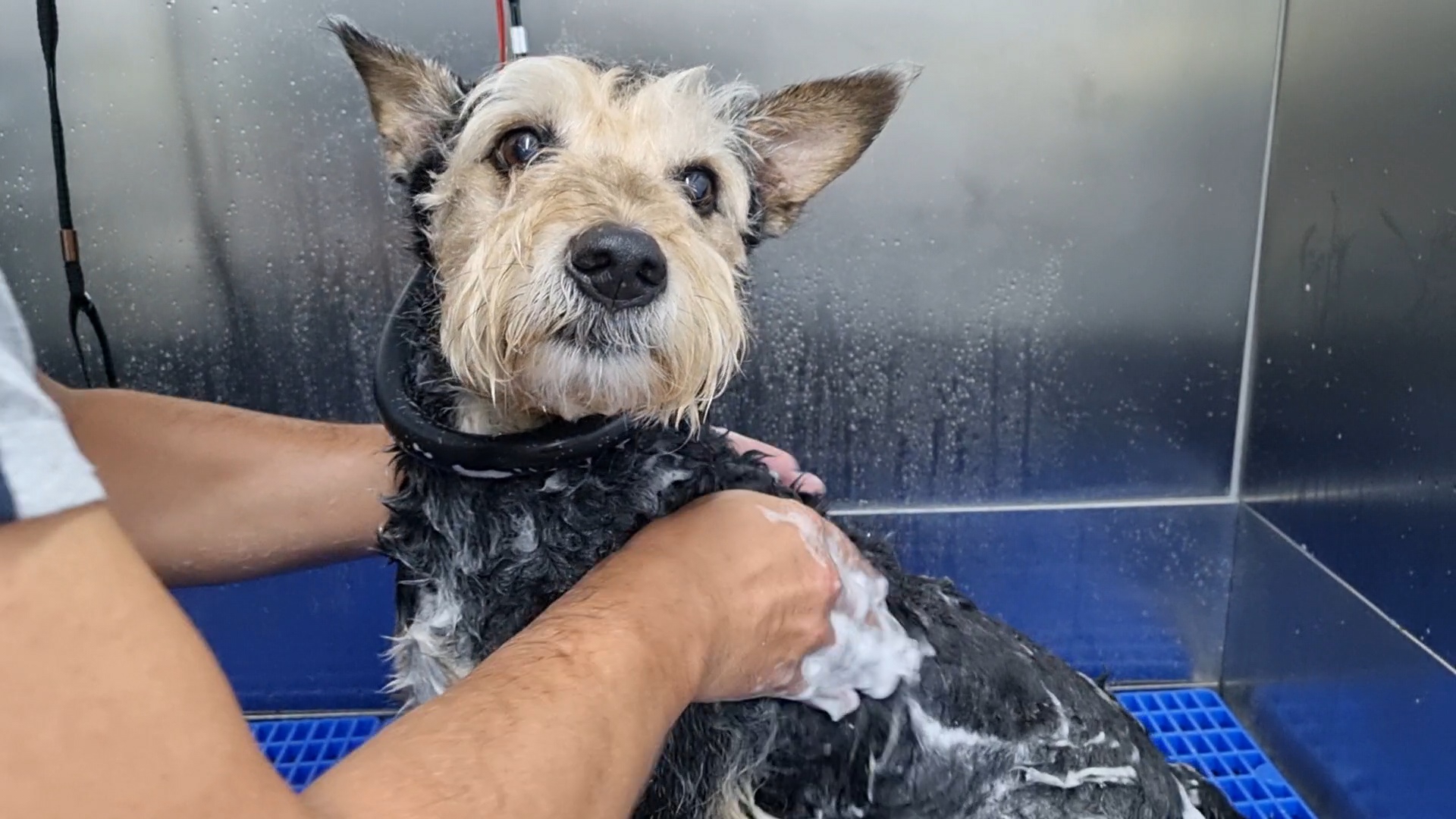 Fur Ever Natural & Fresh mobile Pet Grooming picture