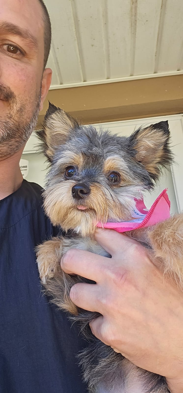 Fur Ever Natural & Fresh mobile Pet Grooming picture