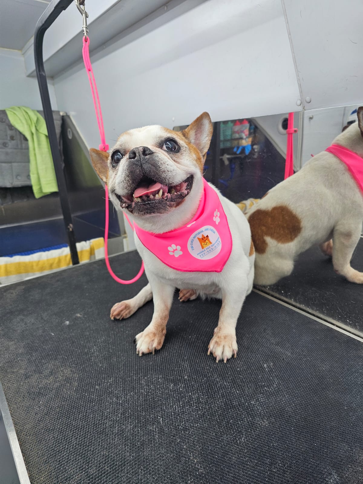 Fur Ever Natural & Fresh mobile Pet Grooming picture