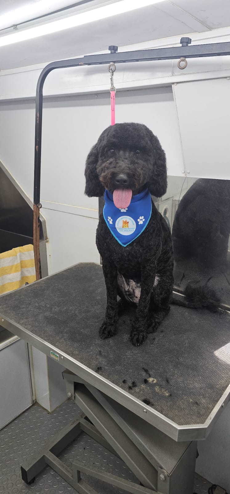 Fur Ever Natural & Fresh mobile Pet Grooming picture