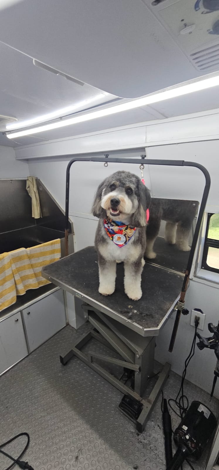 Fur Ever Natural & Fresh mobile Pet Grooming picture