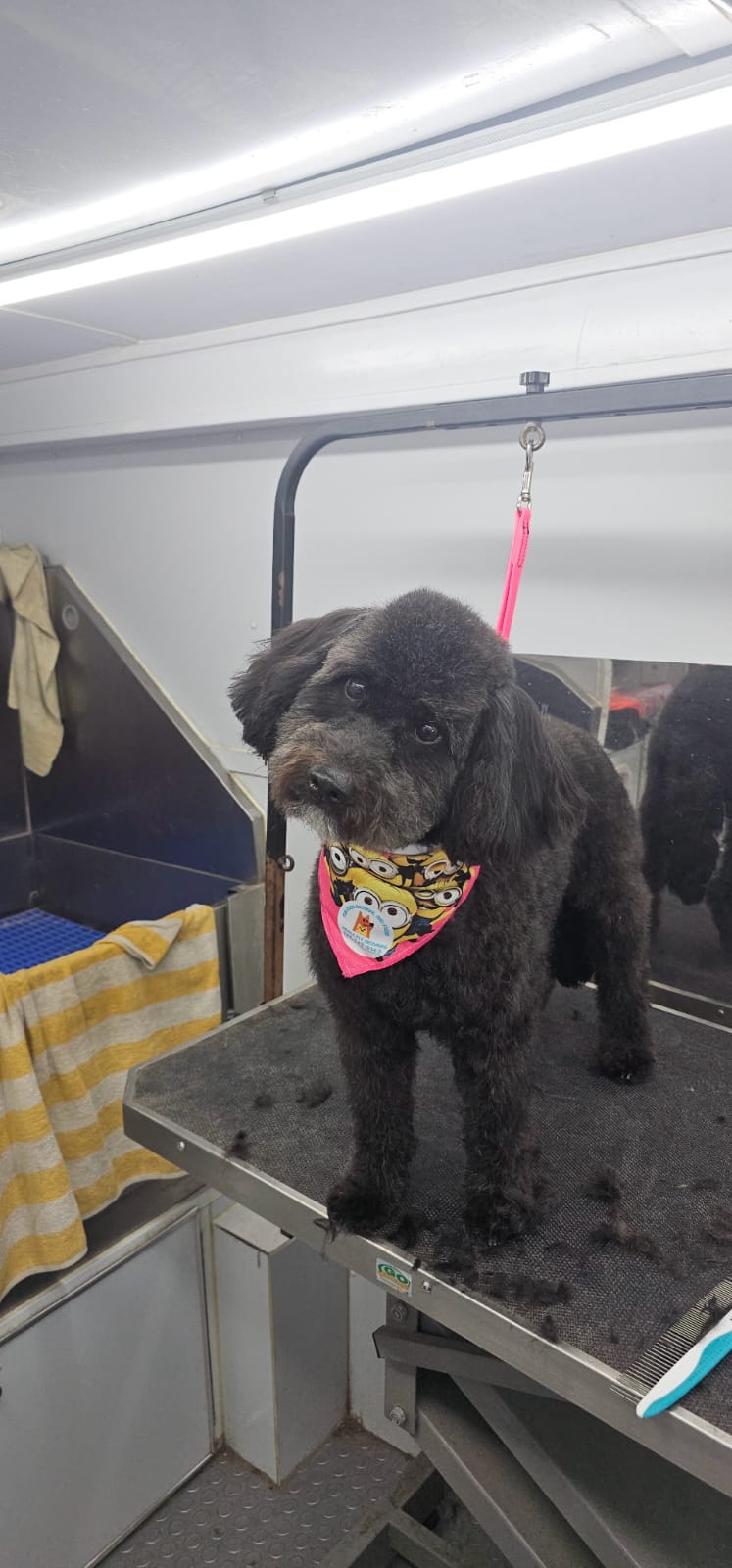 Fur Ever Natural & Fresh mobile Pet Grooming picture
