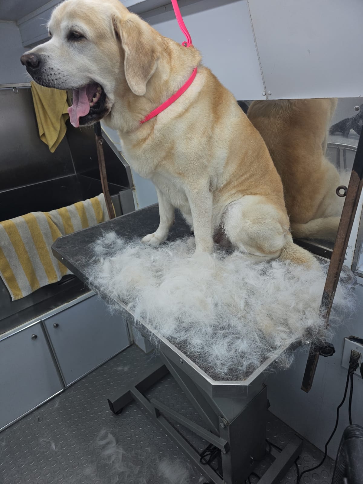 Fur Ever Natural & Fresh mobile Pet Grooming picture