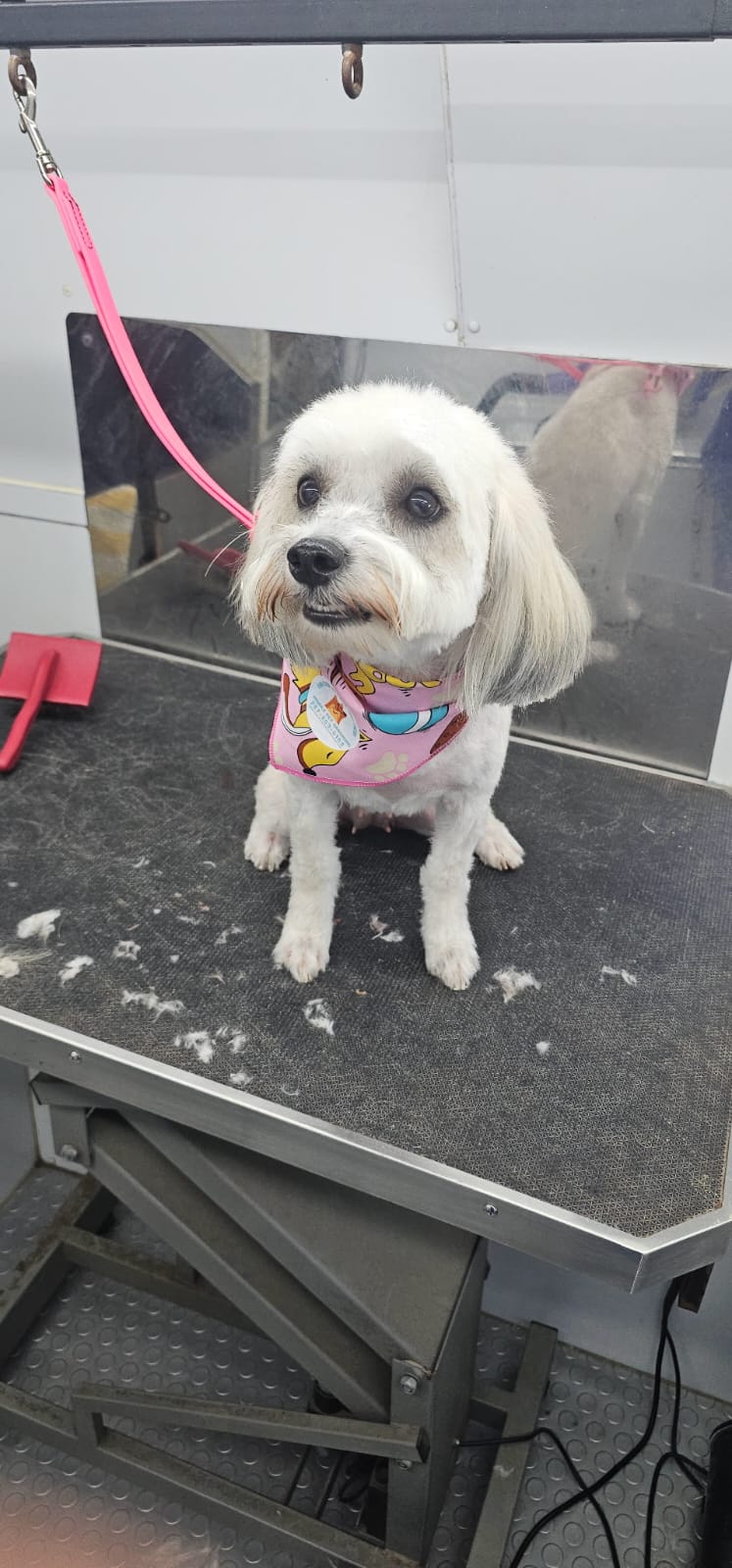 Fur Ever Natural & Fresh mobile Pet Grooming picture