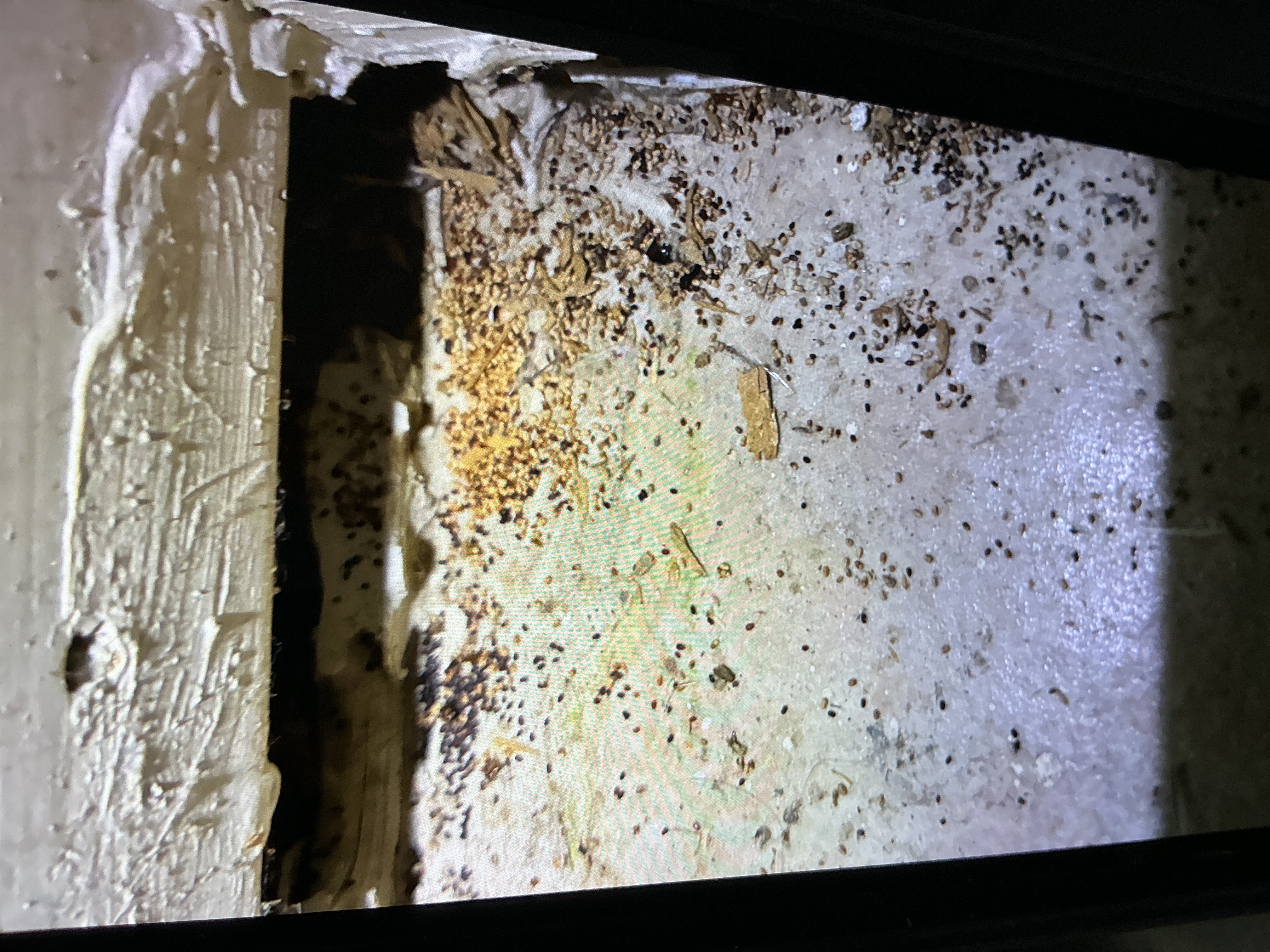 Walter Salazar Pest Control, LLC picture