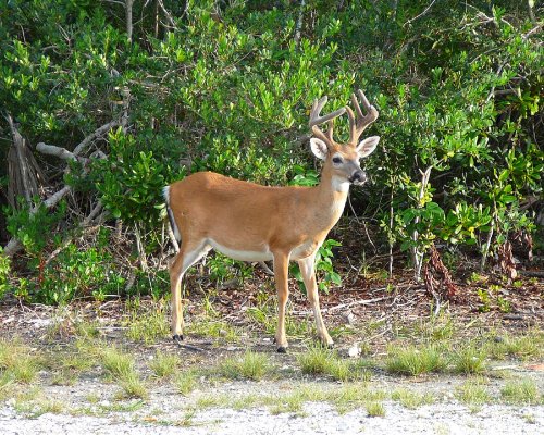 Big Pine Key Florida HOA community