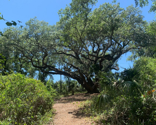 Fruitland Park Florida HOA community