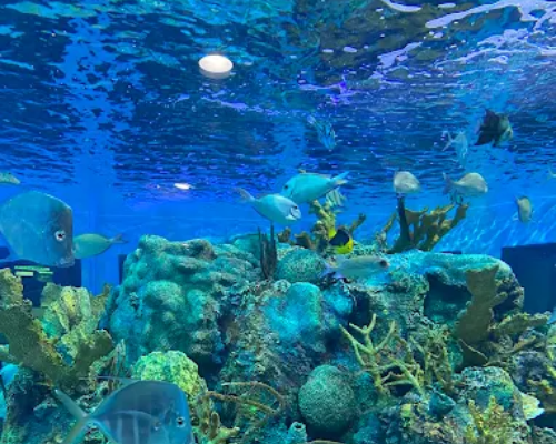 North Key Largo Florida HOA community