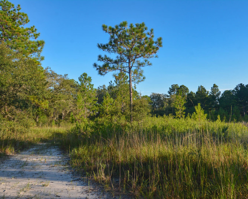 North Weeki Wachee City Image 03